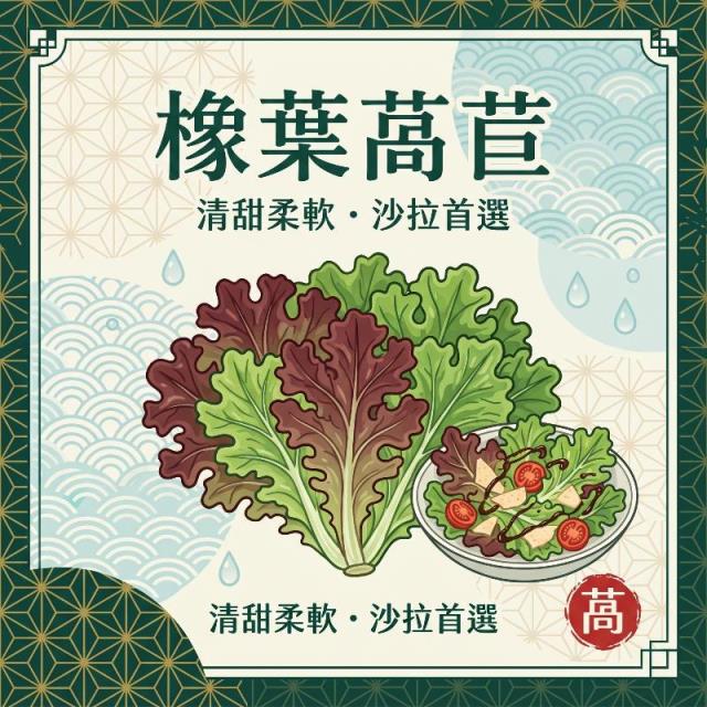 橡葉萵苣,蕉您來好康農場