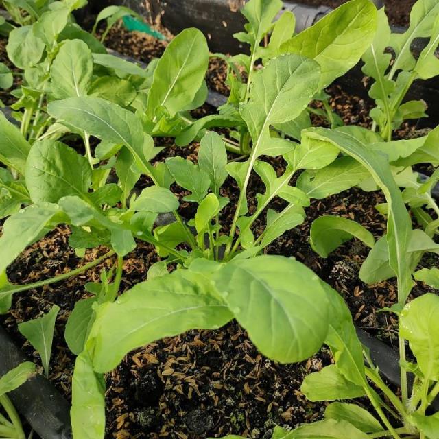 芝麻葉,蕉您來好康農場