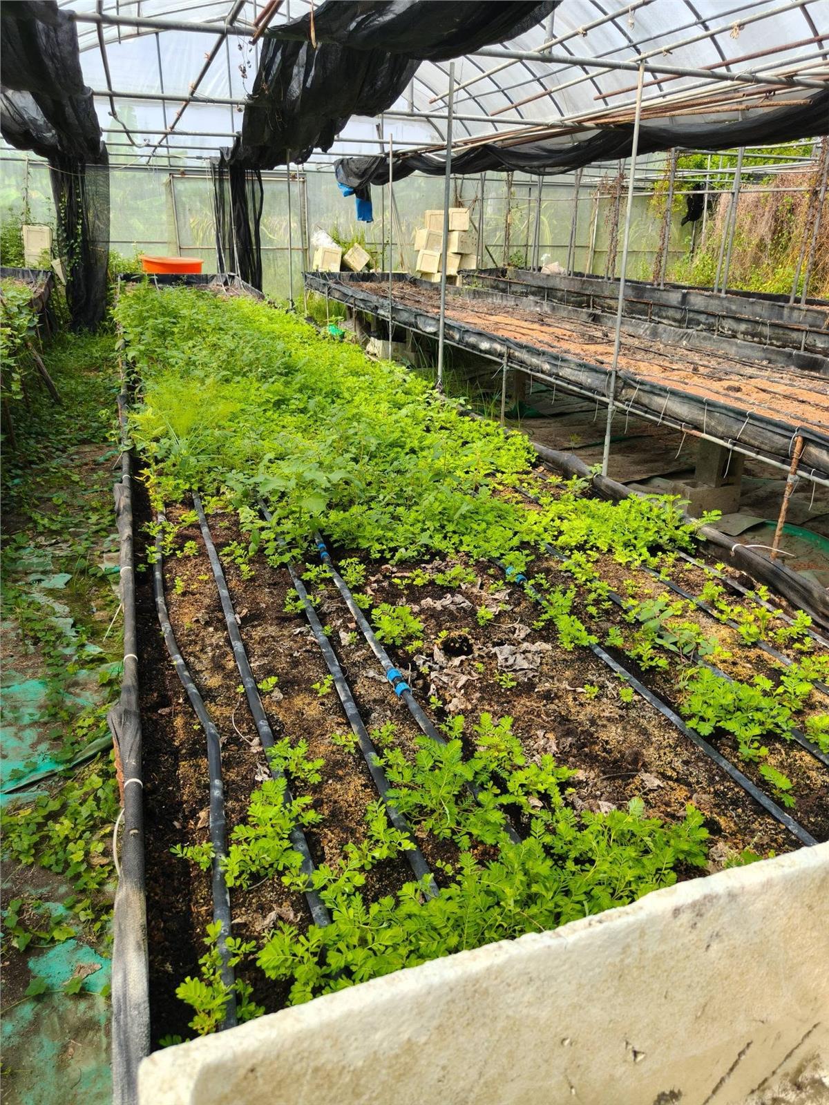 溫室除草