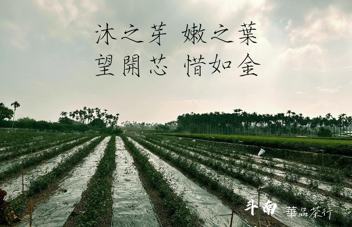 華品茶行,台灣孕育的甘醇