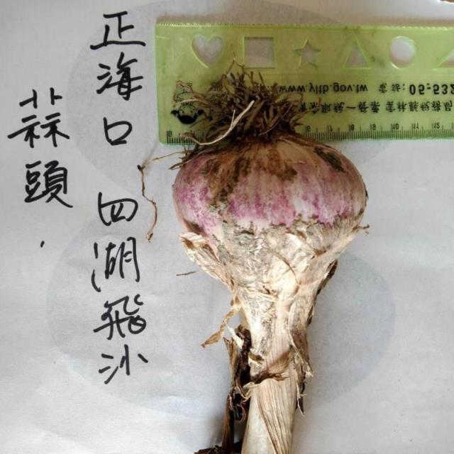 雲林大蒜瓣,春大地