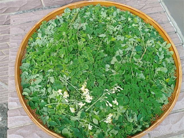 春大地,辣木鮮幹葉100g