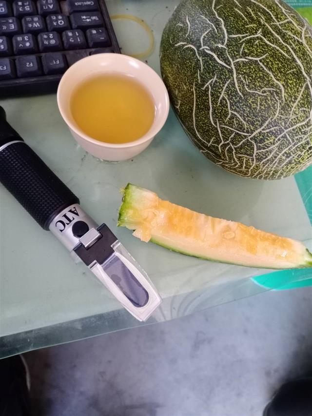 春大地,卡蜜拉洋香瓜
